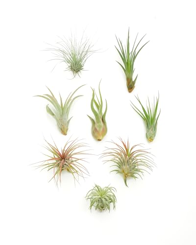 Shop Succulents | Assorted Collection of Live Air Plants, Hand Selected Variety Pack of Air Succulents | Collection of 8 - size: 8 Pack, style: Assorted Collection