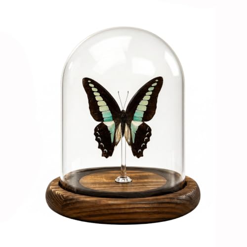 1pc Real Butterfly Specimen Glass Dome, Wooden Base Taxidermy Display, Home Office Desk Ornament, Unique Entomology Collector Gift (Graphium sarpedon) - color: Graphium Sarpedon