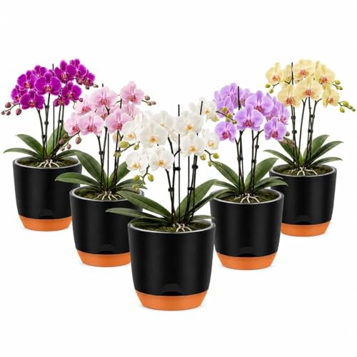 QCQHDU 5.7Inch Orchid Pots with Holes for Repotting, Double-Layer Plastic Self Watering Flower Pots for Indoor Plants with Drainage Holes, Clear Orchid Pot Match Decorative Orchid Container, 5 Packs - color: Black & Brown, size: 5packs 5.7IN