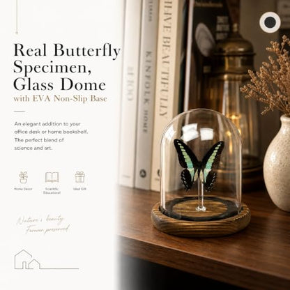 1pc Real Butterfly Specimen Glass Dome, Wooden Base Taxidermy Display, Home Office Desk Ornament, Unique Entomology Collector Gift (Graphium sarpedon) - color: Graphium Sarpedon