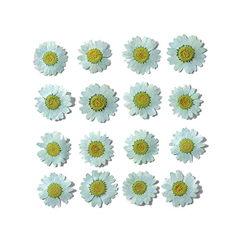 50pcs Natural Dried Daisy Flower, Vacuum Packaging, Pressed Flower for House Decoration, Jewelry Making, Phone case Decoration (Turquoise) - color: Turquoise