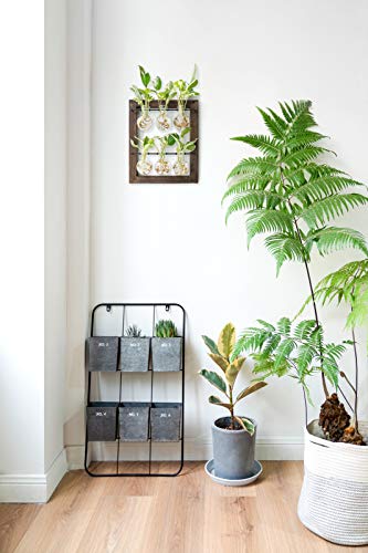 Mkono Double Layer Wall Hanging Glass Planter and Air Plant Frame Hanging, Modern Novel Flower Bulb Vase Plant Terrarium with Retro Wooden Stand, Plants Home Garden Office Decor(Plant Not Included)
