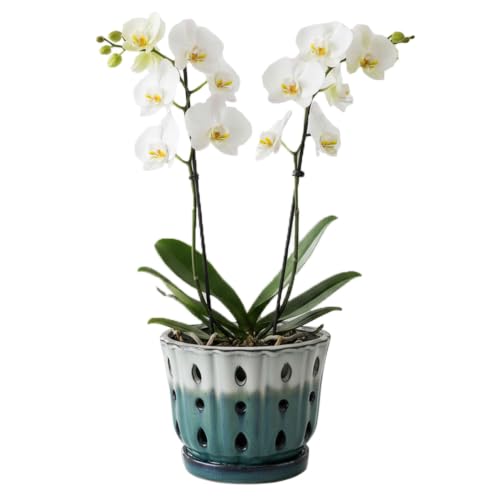Ceramic Orchid Pot with Holes 6'' Orchid Planter (cream over turquoise) | Orchids Pots with Attached Saucer,Orchid Ceramic Pot,Orchid Pots for Repotting - color: Cream Over Turquoise