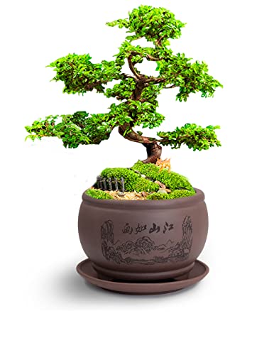 Dahlia 4.8" Beautiful Scenery Zisha Bonsai Planter/Succulent Pot/Flower Pot w. Saucer, Dark Brown - color: Style 21: Dark Brown