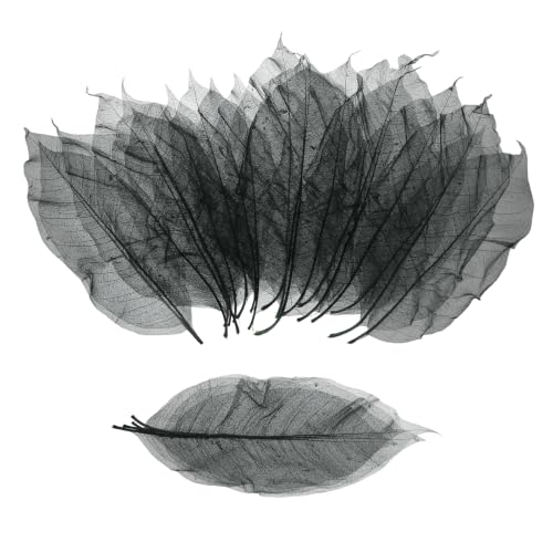 MECCANIXITY 100Pcs Skeleton Rubber Tree Real Leaves 9.8-11" Scrapbook Black | Natural, for Resin DIY Craft Card Wedding Bouquets Seasonal Gift Home Decoration - color: Black, size: 9.8-11 Inch