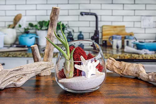 5 Inch Glass Slant Bowl Air Plant Terrarium Complete Kit with White Sand, Live Air Plant, Colorful Reindeer Moss and Starfish (Red) - color: Red