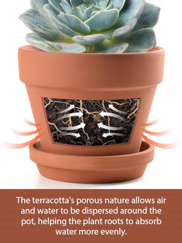 INGOFIN 4 Inch Terracotta Pots with Saucers, 8 Pack Shallow Clay Plant Pots with Drainage Holes for Succulents, Cactus, Herbs, Small Terra Cotta Pots for Indoor Outdoor, Set of 8 - size: Shallow 4 inch -8 pcs