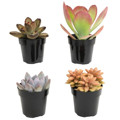 Altman Plants Desert Fire Live Succulents 4-Pack, Mini Plants Succulent Mix, Live Plants, Mini Succulents, House Plants, Live Succulent Plants, Outdoor & Indoor Plants for Event, Wedding, Kid Crafts