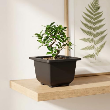 KINJOEK 15 PCS 6.7 Inch Bonsai Training Pots, Square Plastic Plant Pot, Flower Succulent Pots for Garden, Indoor, Home Decorative - size: 6.7 x 6.7 x 4.5 Inch