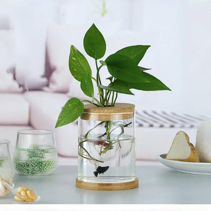 Plants Propagation Stations, Desktop Glass Plant Pot with Lid for Home, Indoor, Office (Medium) - size: Medium