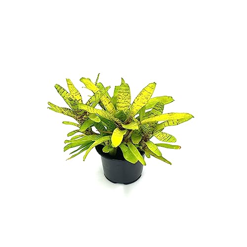 ragnaroc Live Plants – Bromeliad Neoregelia Tigrina, 8-12" in 6" Pot - 1ct - Live Arrival Guaranteed - House Plants for Home Decor & Gift - color: Tigrina