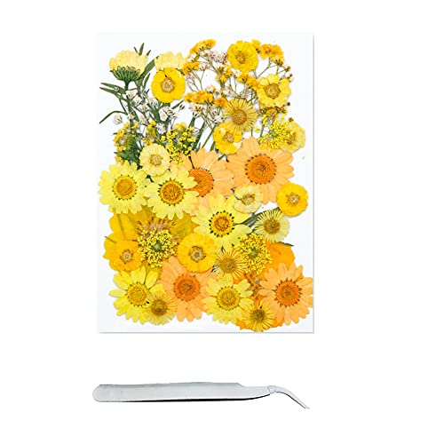 Cayway 40 Pcs Real Pressed Flowers Dry with Tweezers Set, Dried Flowers for Resin Scrapbooking DIY Art Crafts, Epoxy Resin Jewelry, Soap Making - color: 1 Packs Style C