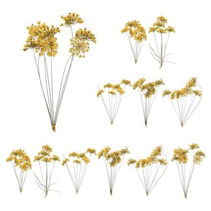 MECCANIXITY 12 Pcs Natural Dried Pressed Flowers for Craft, Lace Real Pressed Dried Flowers Colorful Bouquets for Resin Moulds DIY Scrapbooking Candle Jewelry Making, Yellow - color: Yellow
