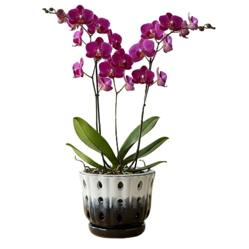 Ceramic Orchid Pot with Hole 6'' Orchid Planter (Cream Over Black) | Orchid Pots for Repotting with Sidewall Holes Attached Saucer Breathable Durable Indoor and Outdoor - color: Cream Over Black
