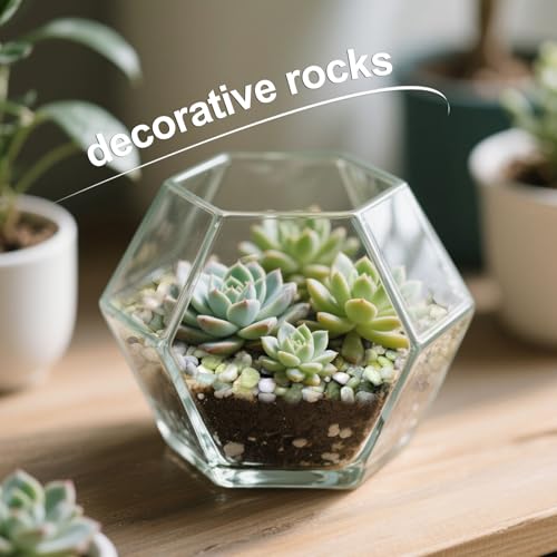 2.5lb Small Pebbles for Indoor Plants, 3/8 Inch Decorative Jade Rocks | Natural Polished Stones for Lucky Bamboo, Plants Pot, Succulent, Vase, Cactus, Landscaping - size: 2.5lb