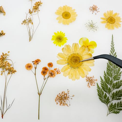 Cayway 33 PCS Dried Pressed Flowers for Resin, Real Pressed Flowers Dry Leaves Kit Natural Dried Pressed Leaves for Art Crafts Resin Scrapbook Supplies Soap Candle DIY, Yellow - color: Yellow-orange-33