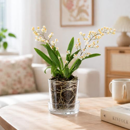 Phoenix Vine 3.5 Inch Clear Acrylic Planter Pot with Tray, Orchid Pot with Drainage Holes, Deep Saucer for Bottom Watering, Transparent Containers for Indoor Plants, Herbs, Set of 1, 91-A-D-1 - size: 3.5 Inch