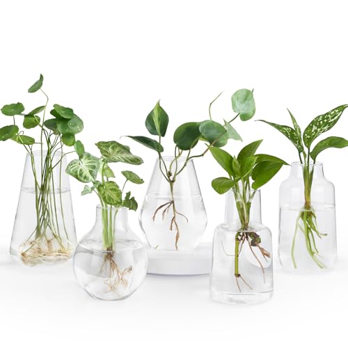 Mkono Propagation Vases 5 Glass Jars Station for Hydroponic Plants, Clear | Assorted Shapes & Sizes Pot, Cuttings & Flower Holder, Rooting Container, Thick Sturdy Planter, Home Office Decor, Gift Idea - color: Clear
