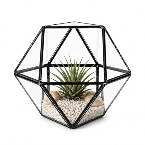Creations by Nathalie Geometric Glass Terrarium Planter for Succulents