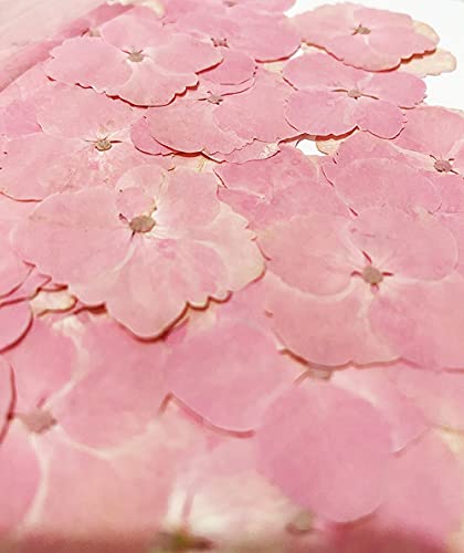 24 pcs Pink Hydrangea Real Natural Dried Pressed Flowers for Resin Art Craft DIY - color: Pink Hydrangea
