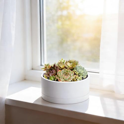 D'vine Dev 8 in Shallow Round Succulent Planter, White, 76-Z-A-1 | Wide Bowl Design, Thick-Walled Durable Construction, Enhanced Drainage, Detachable Saucer, Ideal for Succulent Arrangements - color: White, size: 8 Inch