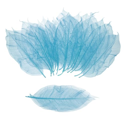 MECCANIXITY 100Pcs Skeleton Rubber Tree Real Leaves 5.9-7.1" Cobalt Blue | Natural Scrapbook, for Resin DIY Craft Card Wedding Bouquets Seasonal Gift Home Decoration - color: Cobalt Blue, size: 5.9-7.1 Inch