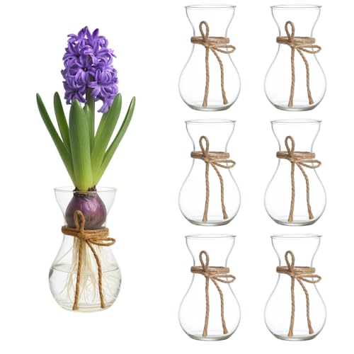 6 Pack Small Glass Hyacinth Vases, Mini Bud Vase Set for Bulb Forcing