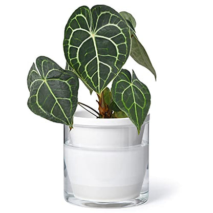 D'vine Dev Self-Watering White Terracotta Planter Pot, 6 in, 37-X-B-2 | Terracotta & Glass Design, Clear Water Reservoir, Visible Water Level, Easy Plant Care, Ideal for Busy Plant Lovers - color: White, size: 6 Inch