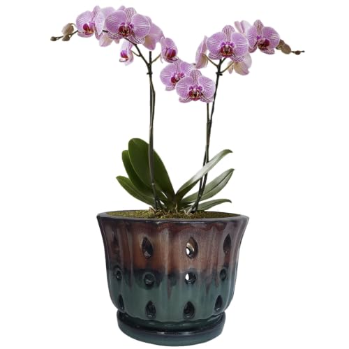 Ceramic Orchid Pot 6'' Orchid Planter (Brown Over Turquoise) | Orchids Pots with Attached Saucer,Orchid Ceramic Pot,Orchid Pots for Repotting - color: Brown Over Turquoise