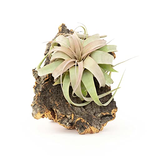 Medium Natural Cork Bark DIY Kit with Mini Xerographica Air Plants, Glue and Hook - Live Tillandsia Succulent House Plant - Wholesale and Bulk - Home and Garden Decor - Easy Care Indoor Outdoor Plants - size: Kit+Xerographica