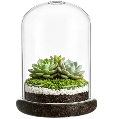 Glass Display Cloche Dome, 6.3 x 4.7 in Plant Terrarium Container with Base & 0.8 in Top Vent Hole, Clear Glass Cover, Decorative Tabletop Display Case for Plants, Flowers, Collectibles & Keepsakes
