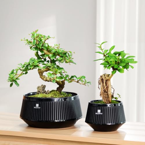 Bonsai Pots with Drainage Tray, Plastic Imitate Ceramic Bonsai Tree Pot with Excellent Airflow, Large Succulent Pots for Indoor Plants, Juniper, Ficus, Chinese Elm, Cactus, 8 Inch, Set of 1 - size: 8 Inch