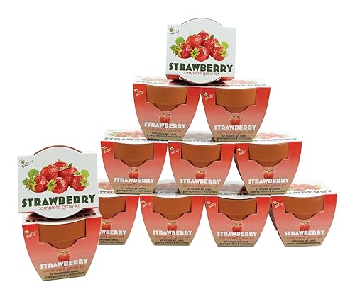Buzzy Seeds Alpine Strawberry Grow Kit 12-Pack - Mini Terracotta Pot Grow Set - Complete Indoor/Outdoor Gardening Kit with Seeds, Coconut Husk Growing Medium & Genuine Pots - 100% Grow Guarantee - color: Alpine Strawberry