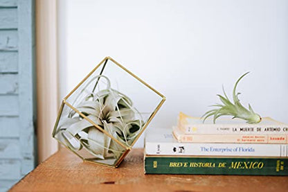 Medium Natural Cork Bark DIY Kit with Mini Xerographica Air Plants, Glue and Hook - Live Tillandsia Succulent House Plant - Wholesale and Bulk - Home and Garden Decor - Easy Care Indoor Outdoor Plants - size: Kit+Xerographica