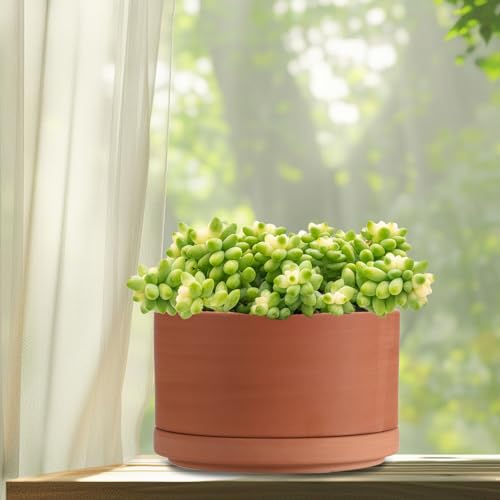 JUXYES 6 Inch Shallow Terracotta Pots with Holes and Saucers for Succulents | Built-in Drainage Hole, Wide Shallow Planter Clay Flower Pots for Indoor & Outdoor, Planter for Succulent, Cacti, Bonsai - size: 6 Inches