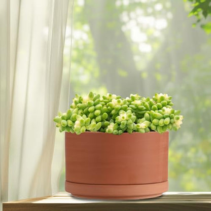 JUXYES 6 Inch Shallow Terracotta Pots with Holes and Saucers for Succulents | Built-in Drainage Hole, Wide Shallow Planter Clay Flower Pots for Indoor & Outdoor, Planter for Succulent, Cacti, Bonsai - size: 6 Inches