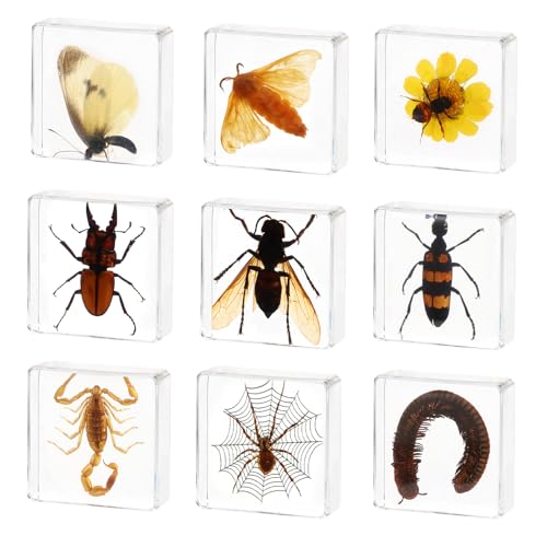 9 Pcs Taxidermy Insects in Resin Blocks, Bugs in Resin Specimens Set, Unique Taxidermy Spider Bee Moth Beetle Display Supplies Paperweights Insect Collector Home Decor(1.5 X 1.5 X 0.6In) - size: 9 Bugs
