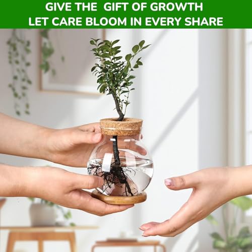 Plant Propagation Station, Hydroponic Glass Container Vase Jars, with Saucer for Desks, Houses, Garden Decorations, Home Kitchen Decorations and Gifts for Plant Lovers