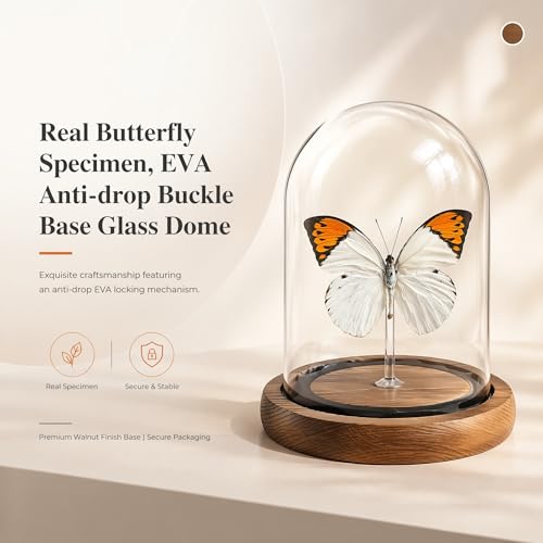 1pc Authentic Insect Specimen Glass Dome, Handcrafted Butterfly Display, Aesthetic Desktop Accessory for Office, Science Enthusiast Present (Hebomoia glaucippe) - color: Hebomoia Glaucippe