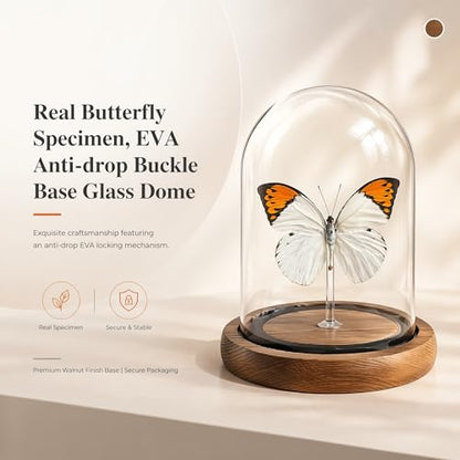 1pc Authentic Insect Specimen Glass Dome, Handcrafted Butterfly Display, Aesthetic Desktop Accessory for Office, Science Enthusiast Present (Hebomoia glaucippe) - color: Hebomoia Glaucippe