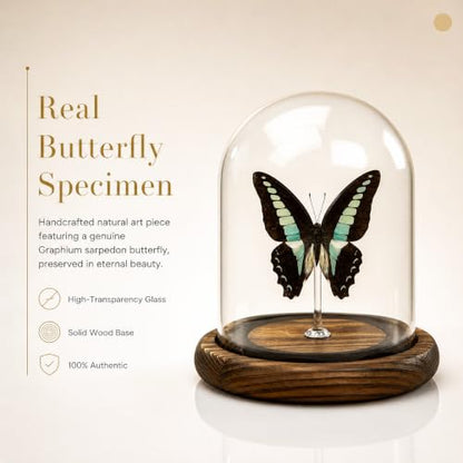 1pc Real Butterfly Specimen Glass Dome, Wooden Base Taxidermy Display, Home Office Desk Ornament, Unique Entomology Collector Gift (Graphium sarpedon) - color: Graphium Sarpedon