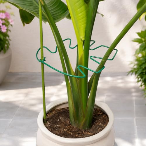 Yohsnor 5PCS Monstera Plant Support Stem-9 x 7.6 in Durable Stabilizers - color: Green, size: 9IN*7.6IN