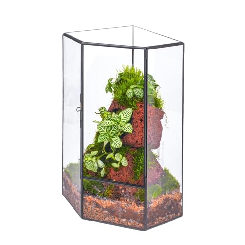 NCYP Wall Corner Geometric Glass Terrarium for Moss, Small Plants - size: 6.1 x 6.1 x 11.8 inches