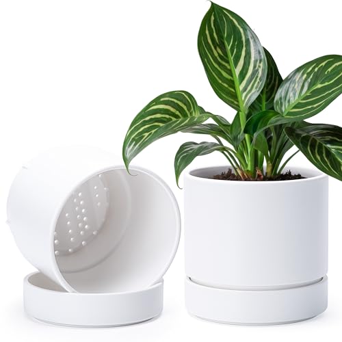 Phoenix Vine 6 Inch Planter Pot with Drainage Hole & Saucer, Deep Water Catch Tray, Straight Cylindrical Round Pot for Plants, Matte White, Pack of 2, 23-B-S-2 - color: Matte White, size: 6" (2 Pack)
