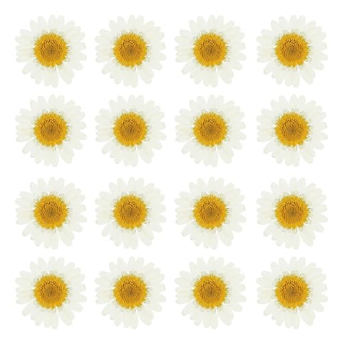 PATIKIL 48 Pcs Dried Pressed Flower Natural Dried Daisy Flower for DIY Art Crafts House Decoration Nails Decoration,White - color: White