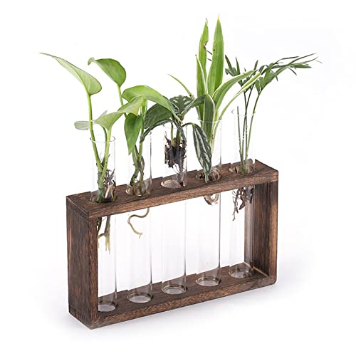 Generic 5 Test Tube Plant Terrarium, Wall Mounted Desktop Propagation Station with Wooden Stand for Hydroponic Plants Home Office Decoration (Carbon Color) - color: Carbon Color