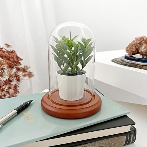 Plymor 3" x 5" Glass Display Dome Cloche (Walnut MDF Base) - color: Walnut Mdf Base