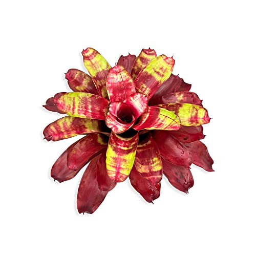 ragnaroc Live Plants – Bromeliad Neoregelia Golden Gate, 8-12" in 6" Pot - 1ct - Live Arrival Guaranteed - House Plants for Home Decor & Gift - color: Golden Gate