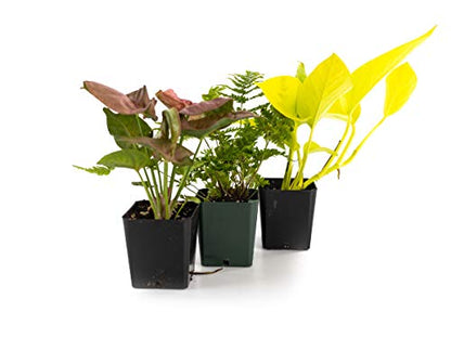 Josh's Frogs 24x18x18/20 Gallon Long Ball Python Plant Kit - size: 24x18x18/ 20 Gallon Long