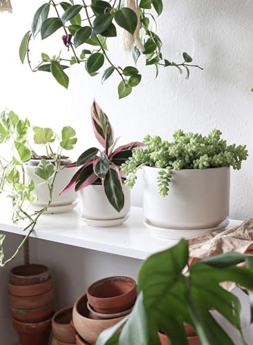 LE TAUCI Ceramic Pots for Plants, 4.3+5.3+6.8 Inch Plant Pots, Indoor Planters with Drainage Hole and Saucer for Succulents, Herbs and Flowers, Set of 3, Satin, White - color: White
